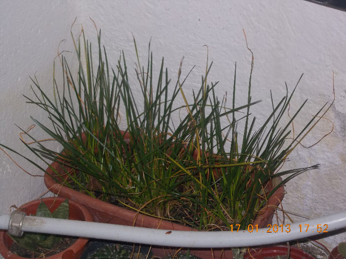 DSCN6182_1662 - Florile mele