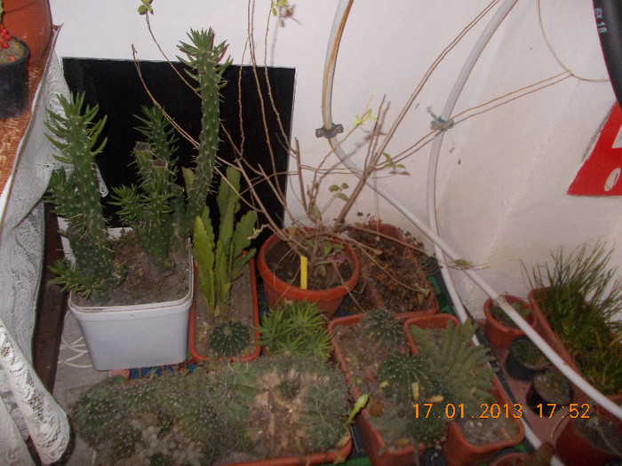 DSCN6183_1663 - Florile mele