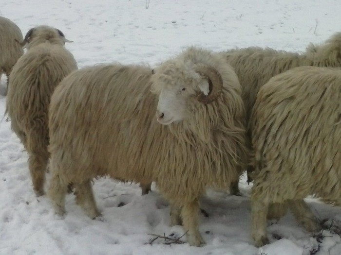 CAM00181 - Bale de Bistrita