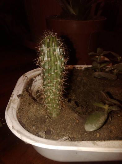 cactus - 4 lei - AAA - VANZARE