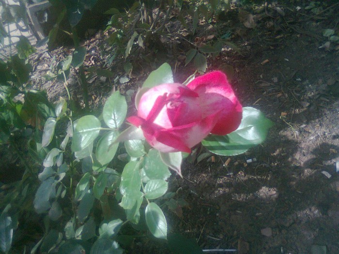 Fotografie0532 - Trandafiri de gradina2012