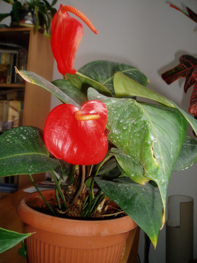 Deosebit de frumos... - Flori de la Fetele mele dragi