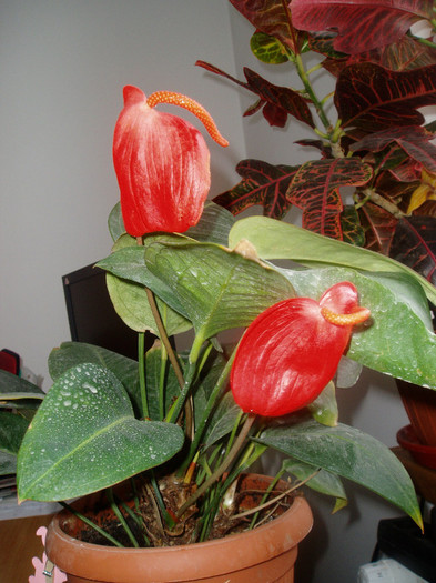 ca si suletul... - Flori de la Fetele mele dragi