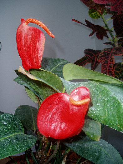 Floraliei :) - Flori de la Fetele mele dragi