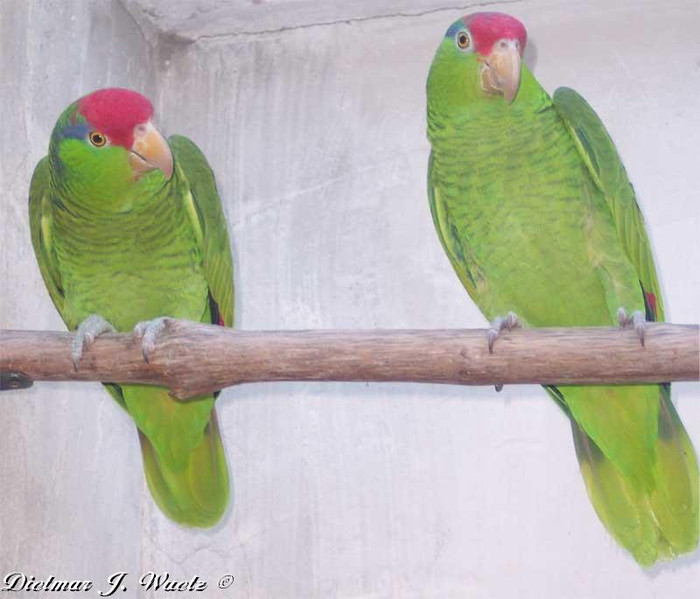 amazona-a.-viridigenalis - papagali net