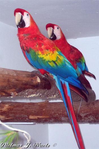 ara-macao-mexicano-2 - papagali net