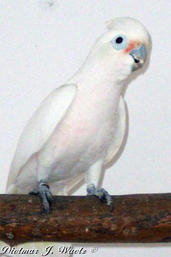 cacatua-goffini-1 - papagali net