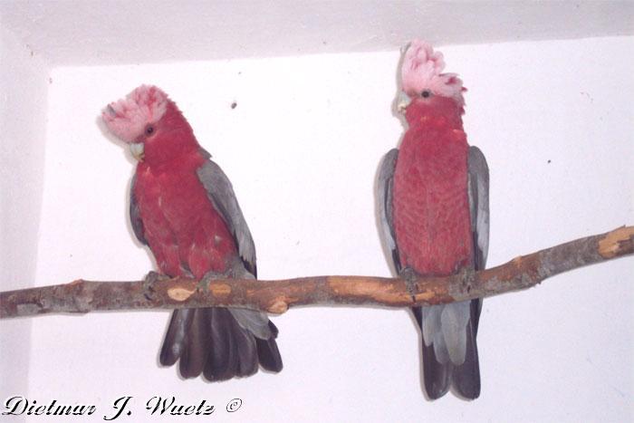 cacatua-roseicapilla - papagali net