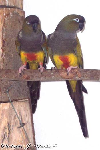 cyanoliseus-p.-patagonus - papagali net