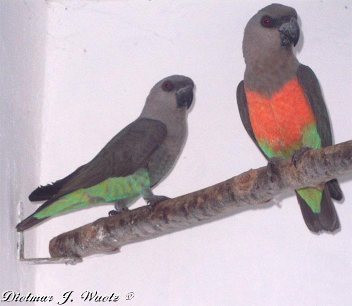 poicephalus-rufiventris-1 - papagali net