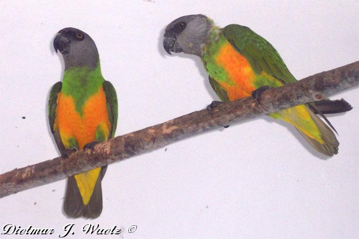 poicephalus-s.-versteri