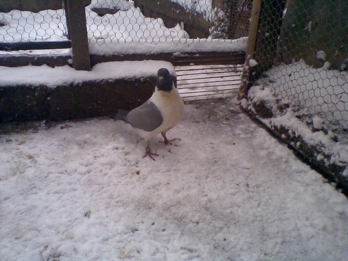 27012013(004) - Strasser
