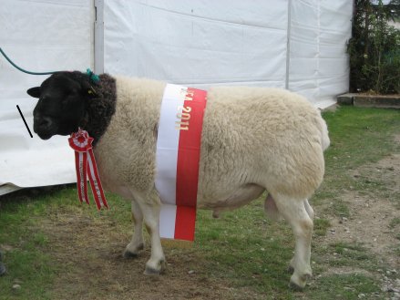 campionul elvetiei