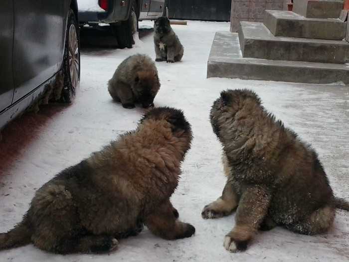 2013-01-27 10.59.00 - Ciobanestii mei