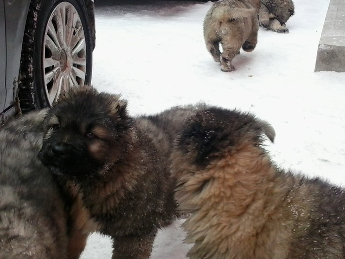 2013-01-27 10.59.28 - Ciobanestii mei