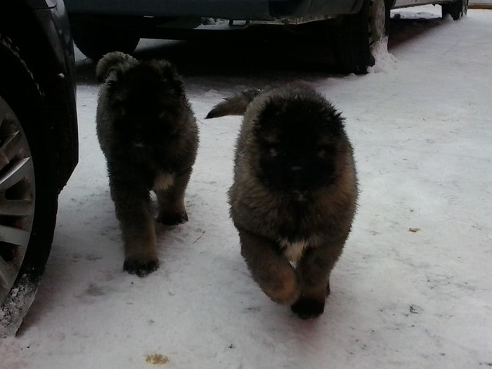 2013-01-27 10.59.42 - Ciobanestii mei