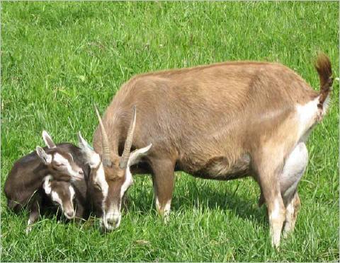 Toggenburg - CAPRA ALPINA FRANCEZA