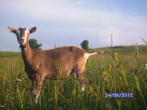 Toggenburg - CAPRA ALPINA FRANCEZA