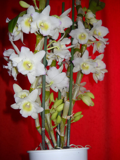 27.01.013 - Orhideea - Dendrobium nobile0