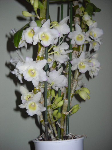  - Orhideea - Dendrobium nobile0