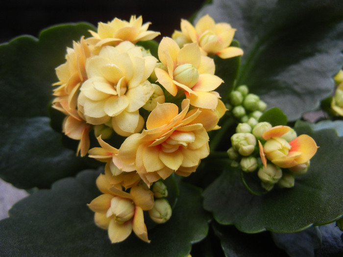 Yellow Kalanchoe (2013, January 27)