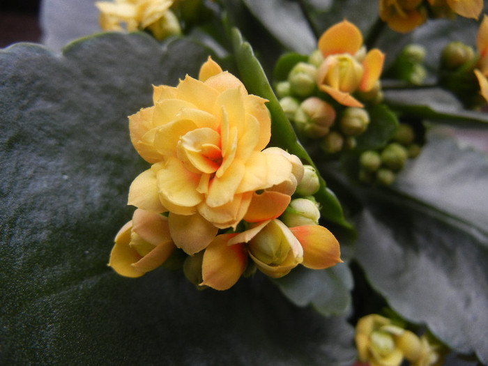 Yellow Kalanchoe (2013, January 27)