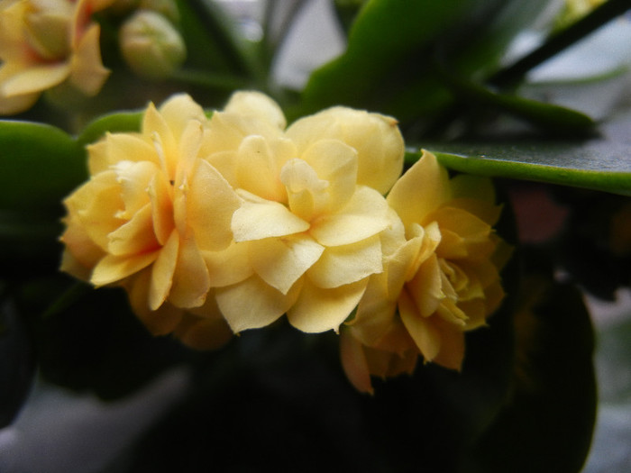 Yellow Kalanchoe (2013, January 27) - Kalanchoe Yellow