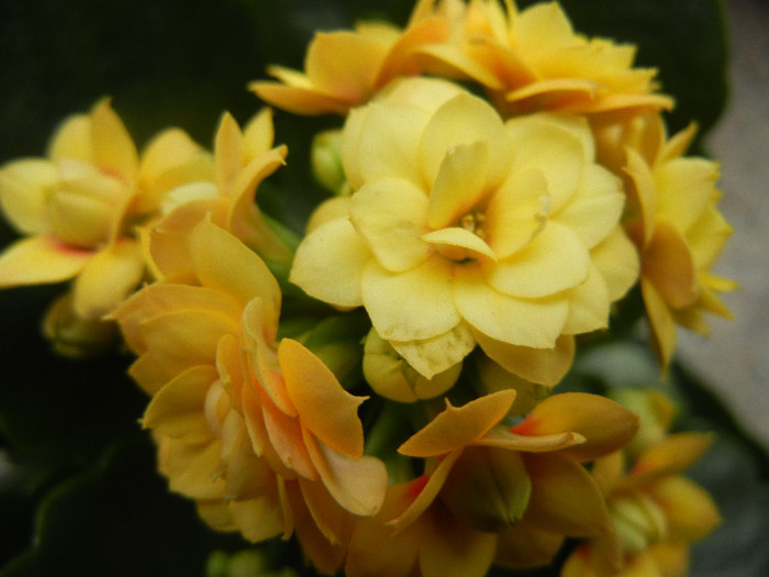 Yellow Kalanchoe (2013, January 27) - Kalanchoe Yellow