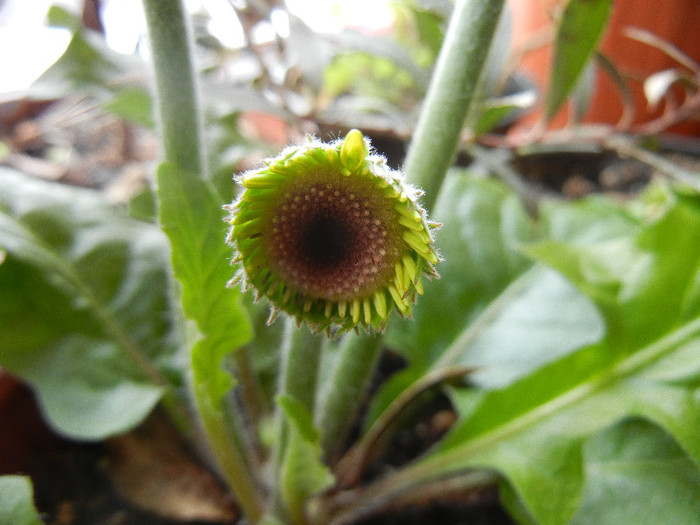 Orange Gerbera (2013, January 27)