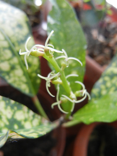 Codiaeum Golden Sun (2013, Jan.27)