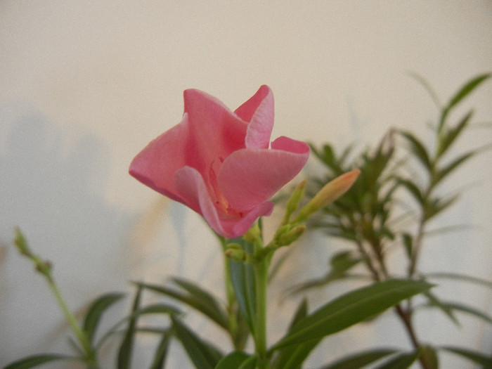 Pink Oleander (2013, January 27) - NERIUM Oleander