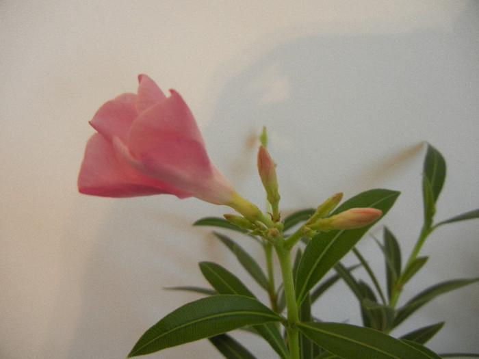 Pink Oleander (2013, January 27) - NERIUM Oleander