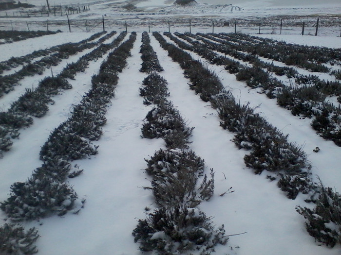 2013-01-27 14.45.10; lavanda
