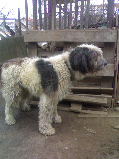 09032010300 - Paza Porumbeilor