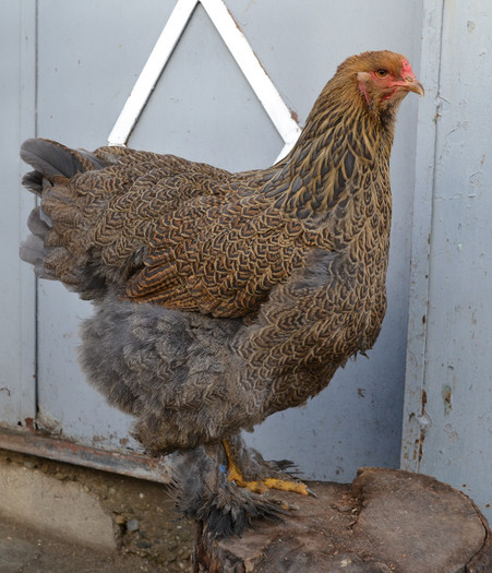 pot pe albastru - B__Brahma Silver orange