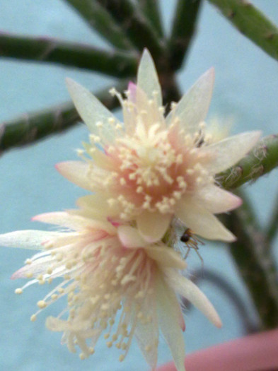 sunt draguta???? - balcon 2013