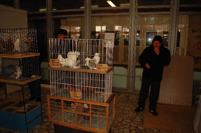 expo_acpara_duminica_2013_ (6) - Expo 2013 Arges Sambata