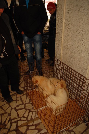 expo_acpara_duminica_2013_ (9) - Expo 2013 Arges Sambata