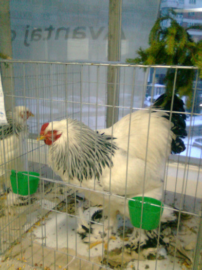 Brahma - Expozitie si Targ Pitesti 27 01 2013