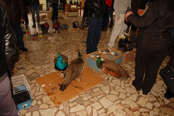expo_acpara_duminica_2013_ (13) - Expo 2013 Arges Sambata