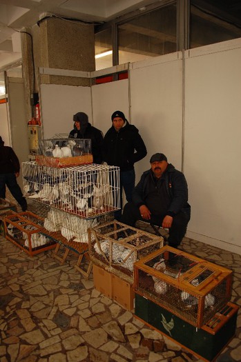 expo_acpara_duminica_2013_ (16) - Expo 2013 Arges Sambata