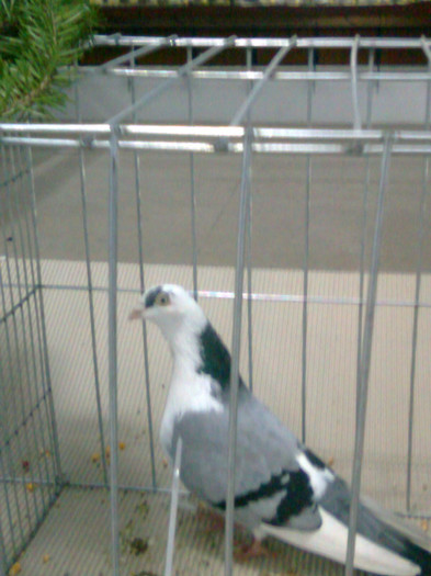 Galatean Baltat pe Vanat