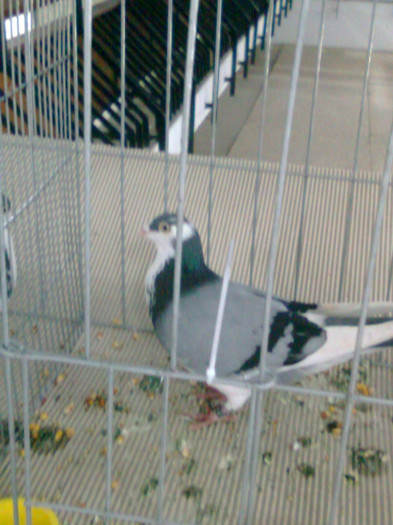 Galatean Baltat pe Vanat