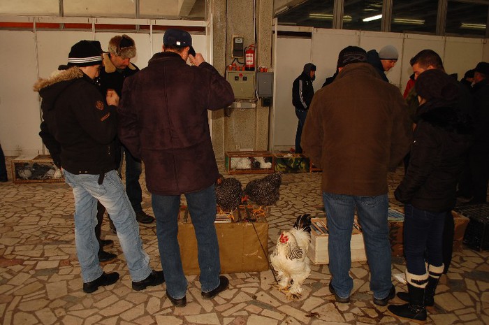 expo_acpara_duminica_2013_ (21) - Expo 2013 Arges Sambata
