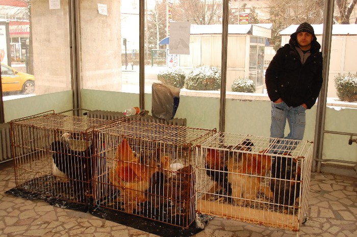 expo_acpara_duminica_2013_ (22) - Expo 2013 Arges Sambata