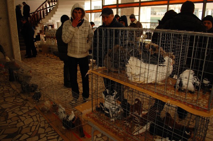 expo_acpara_duminica_2013_ (24) - Expo 2013 Arges Sambata