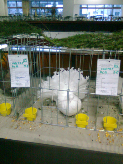 Voltat Alb - Expozitie si Targ Pitesti 27 01 2013