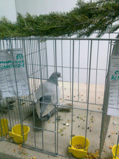 Tobosar German cu Mot pe Cioc - Expozitie si Targ Pitesti 27 01 2013