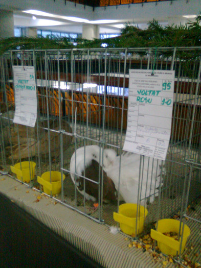 Voltat Capacit pe Rosu - Expozitie si Targ Pitesti 27 01 2013