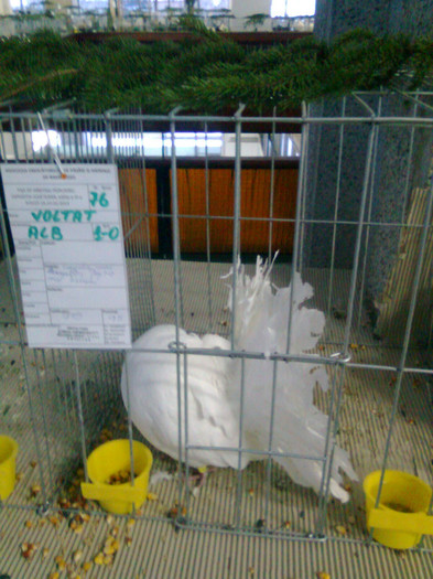 Voltat Alb - Expozitie si Targ Pitesti 27 01 2013